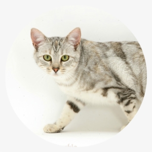 25241 Young Silver Tabby Cat White Background - Young Silver Tabby Cat