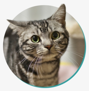 Domestic Shorthair - Funny Cat Png