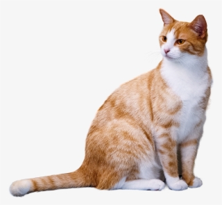 Cat Cats Tabbycat Tabby Orangetabby Petsandanimals