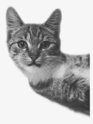 0 Replies 1 Retweet 0 Likes - Best Gift - Love Cat And Love Ed Hoodie/t-shirt/mug