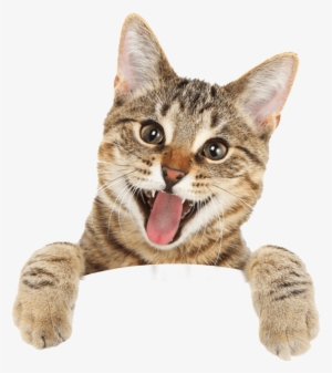 Cat - Happy Cat Royalty Free