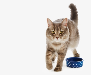 Cat Png - Asian Semi-longhair