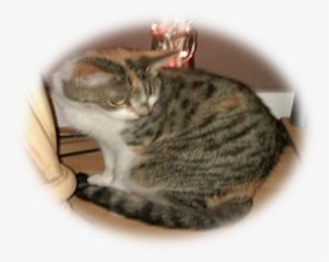 It Looks Like This - Domestic Short-haired Cat