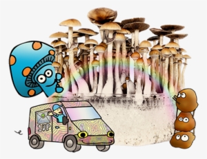 Magic Mushrooms Delivery - Buy Magic Mushrooms