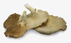 Oyster Mushrooms Naturally Produce Compounds Called - Oyster Mushroom Png Transparent