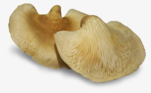 Abalone Mushrooms Also Contain Many Medicinal Properties - Abalone Mushroom