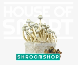 Image Module - Smartshop House Of Smart