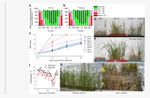 Extent Of Cold Tolerance Of Rayada Rice, A Bangladesh - Common Fig