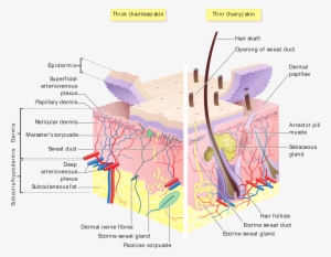 Skin Layers - Hair Follicle And Sebaceous Glands