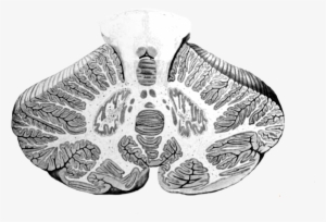 Cerebellum Cross-section, Without Labels - Cerebellum