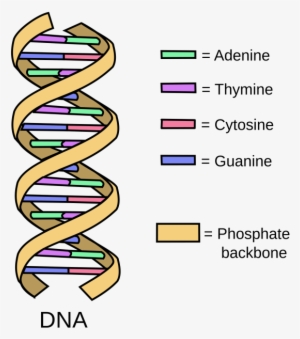 Dna Diagram - Simple Dna Structure