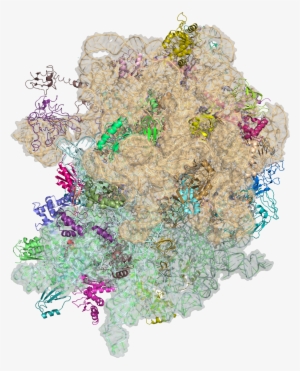 2wdi & 2wdg - Nobel Prize 2009 Chemistry