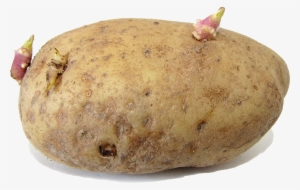 Potato