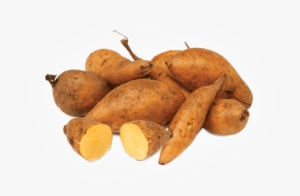 Yacon Powder Core Product Image Template Wide - Yacon Root