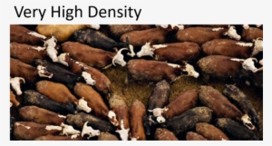 15 Steps To Success In Vhd - Feedlot