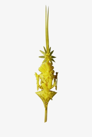 Inicio / Palmas Trabajadas - Heliconia