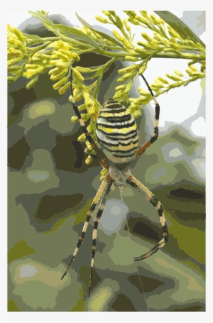 Download Yellow Black And White Spider Clipart Yellow - Yellow Black And White Spider