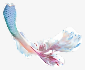 Mermaid Tail Transparent Background