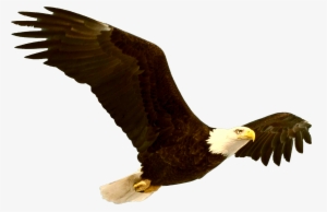 Bald Eagle Png File - Bald Eagle Png