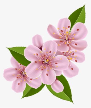 Cherry Blossom Png