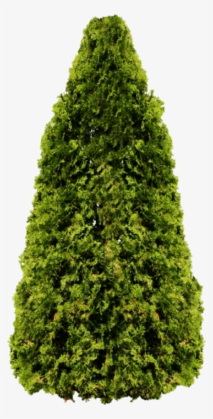 Palm Tree Png - Hedge Tree Png