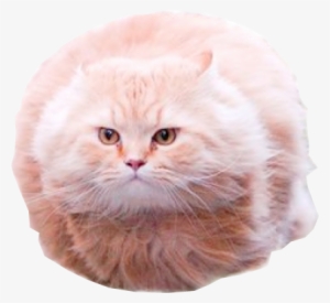 Cat Cat Small To Medium Sized Cats Mammal Whiskers - Cat Meme Png