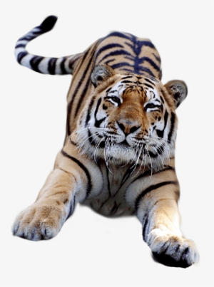 Banner Download Jumping Png Stickpng - Tiger Transparent Background