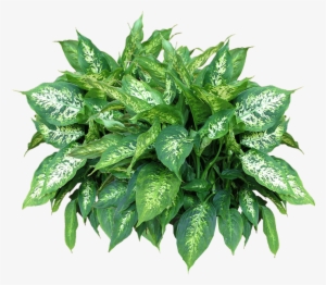 Free Png Plants Free Download Png Png Images Transparent - Plants Png