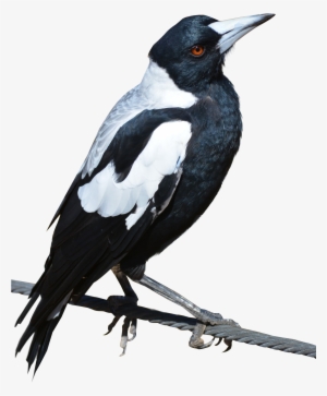 Best Free Birds Png Icon