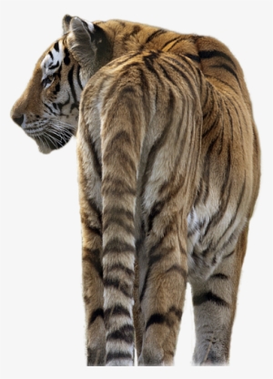 Tiger Transparent - Tiger Png