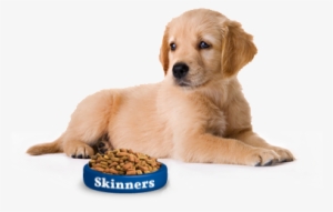 Cute Dog Png - Puppy - Good Pet Guide