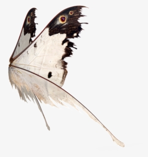 This Graphics Is Butterfly Wings Transparent About - Butterfly