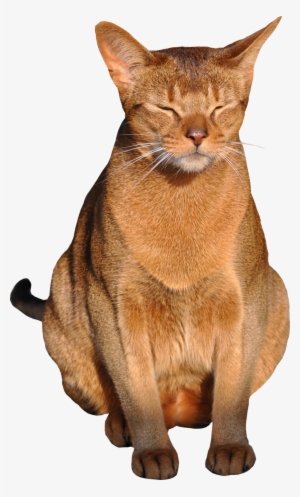 Cat Png With Transparent Background 1 By Meinlilapark - Transparent Background Cat Png
