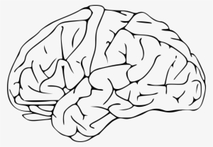 Outline Of The Human Brain Drawing Neuroscience - Brain Clipart