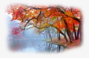 Pin By Terezia Matola On Png Tajak - Swamp Maple