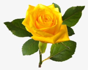 Bleautiful Yellolw Rose, Yellow Rose Bush Png Clipart - Yellow Rose Flower Png