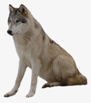 Download - Wolf Png