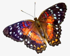 Multicolour Butterfly Image Background