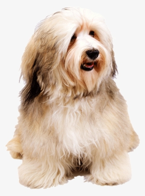 Dog Png - Havanese Mom Said I'm A Baby
