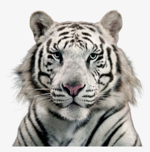 Free Png White Tiger Png Images Transparent - White Tiger Transparent Background