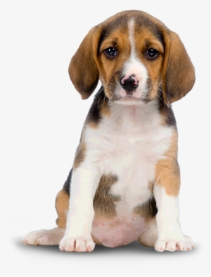 Beagle Clipart Transparent Background - Dogs Png