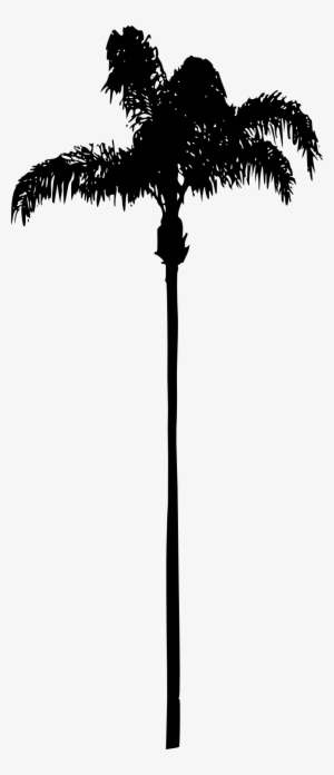 Palm Tree Png - Palm Trees