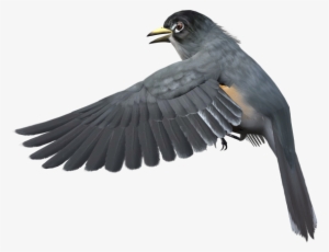 Grey Bird Png