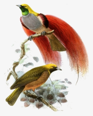 This Article Is Part Of Project Paradisaeidae, A All - นก ปักษาสวรรค์