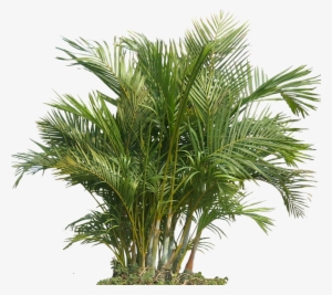 Tropical Plants Png - Tropical Plant Png