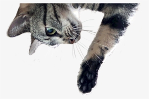 Science Diet Youthful Vitality