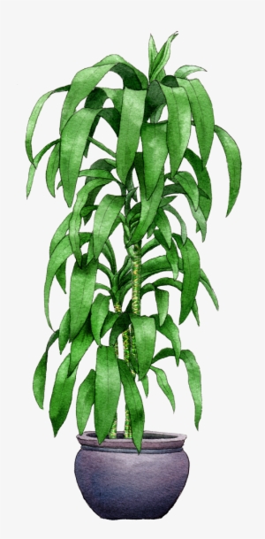 Indoor Plant - Houseplant