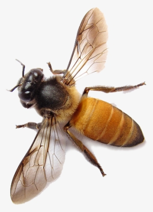 Bee Png Image - Honey Bee Png