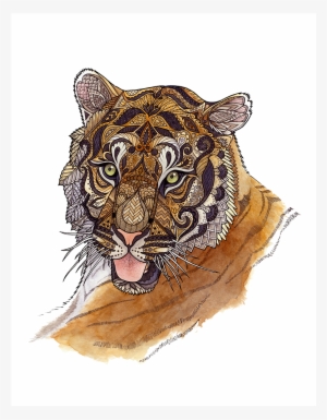 The Adult Male Tiger Can - Tiger