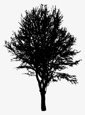 Free Download - Silueta Arbol Png Sin Fondo